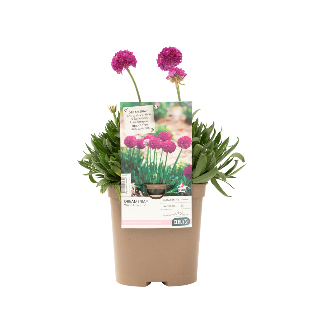Armeria pseudarmeria Dreameria® 'Vivid Dreams' : pot 2L