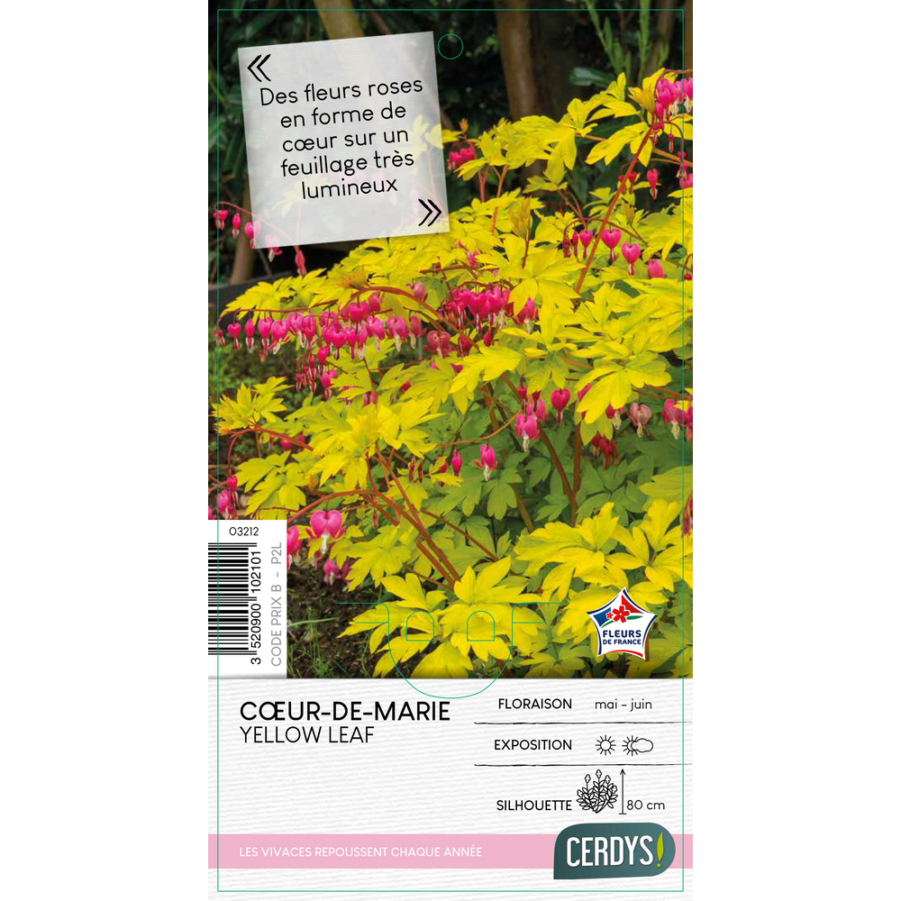 Cœur de Marie 'Yellow Leaf' : pot 2L