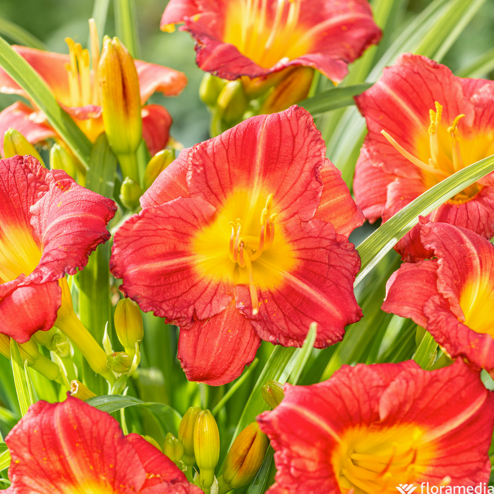 Hémérocalle 'Stella rouge' : pot 2L