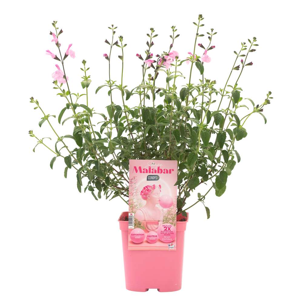 Sauge arbustive Malabar® 'Mighty Pink' : pot 2L