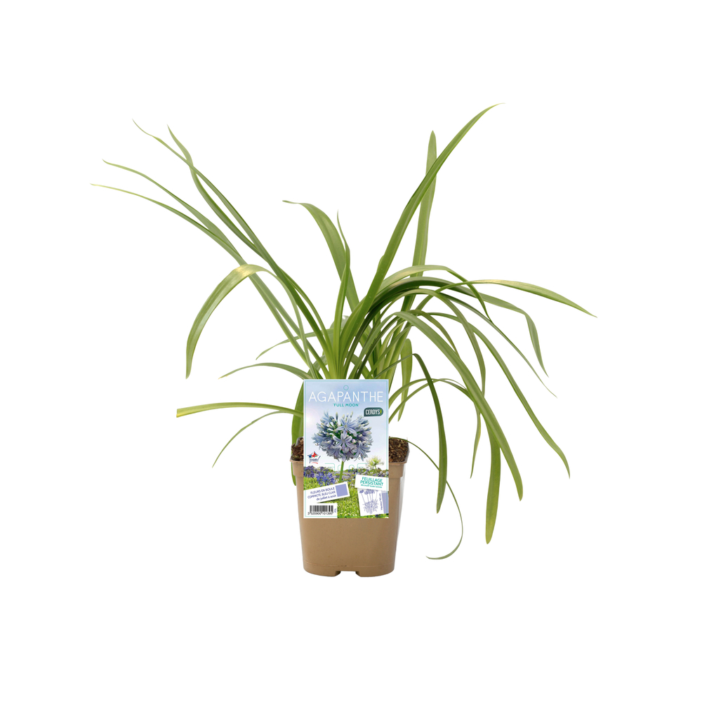Agapanthe 'Full Moon' : pot 2L