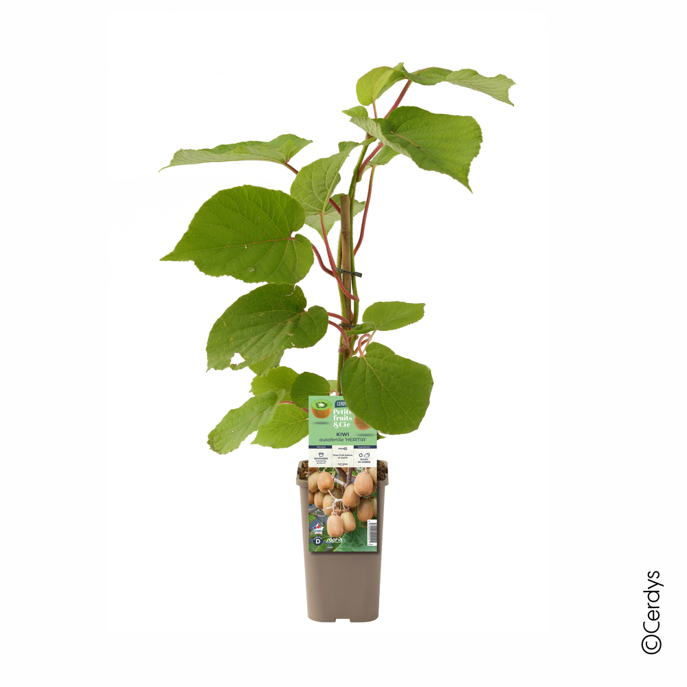 Actinidia autofertile 'Herma' : pot 1,5L