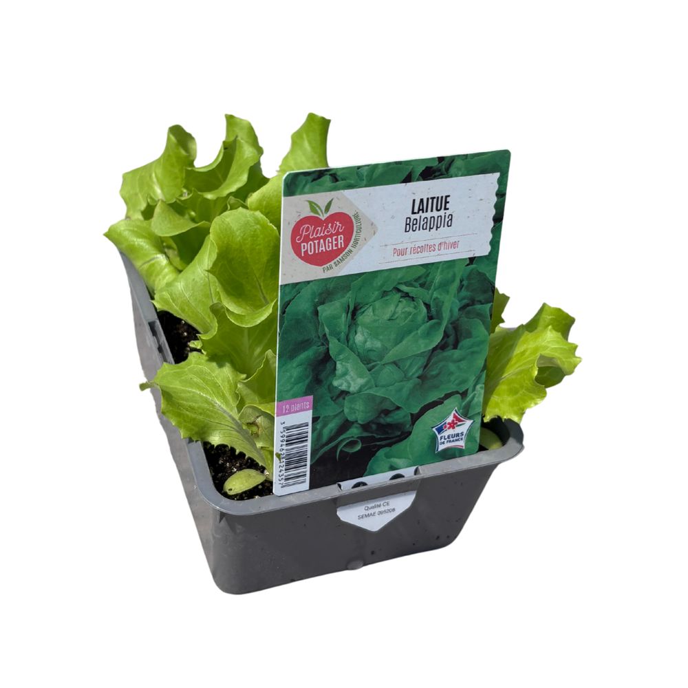 Plants de laitue 'Belappia' : barquette de 12