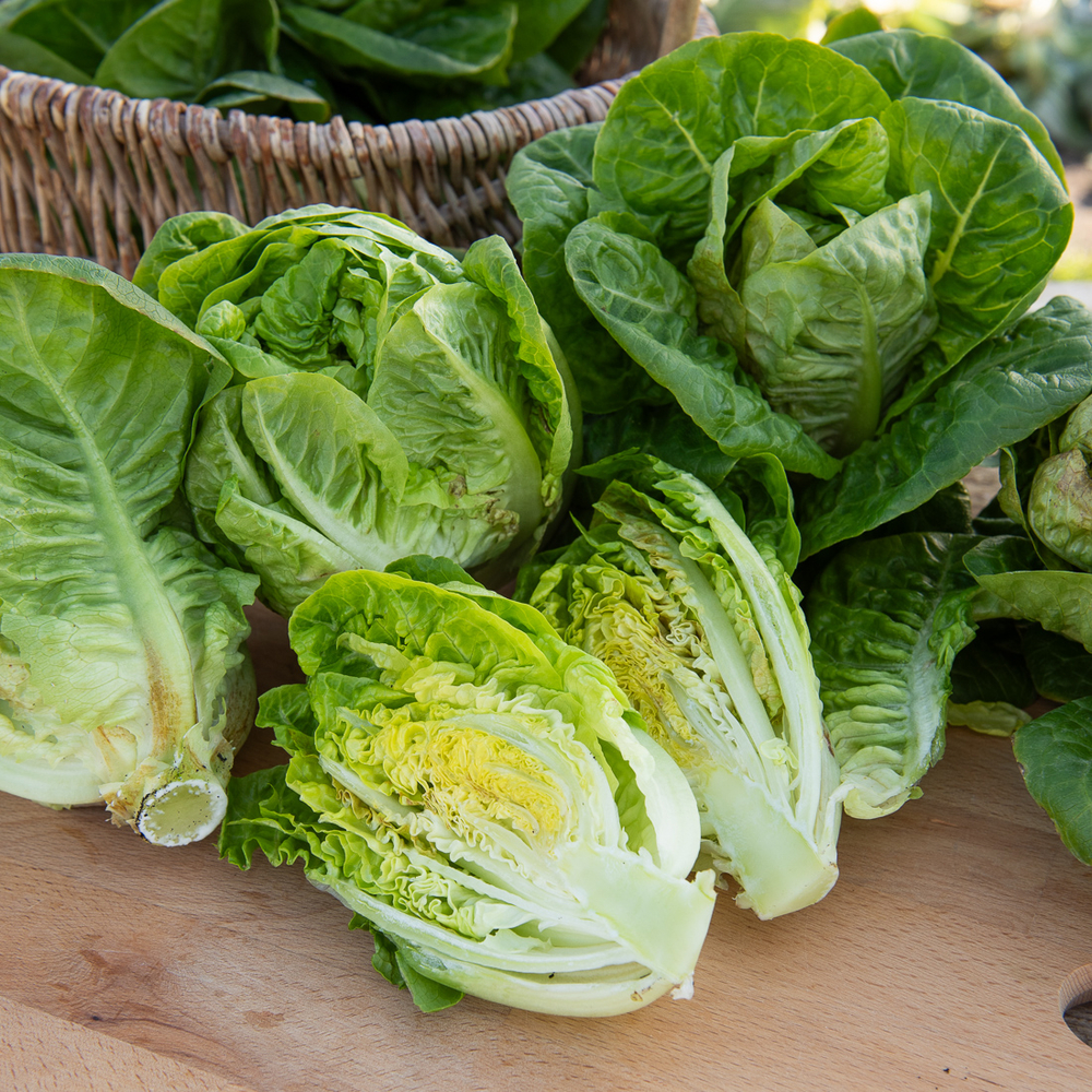 Laitue sucrine 'Alborada' : barquette de 12