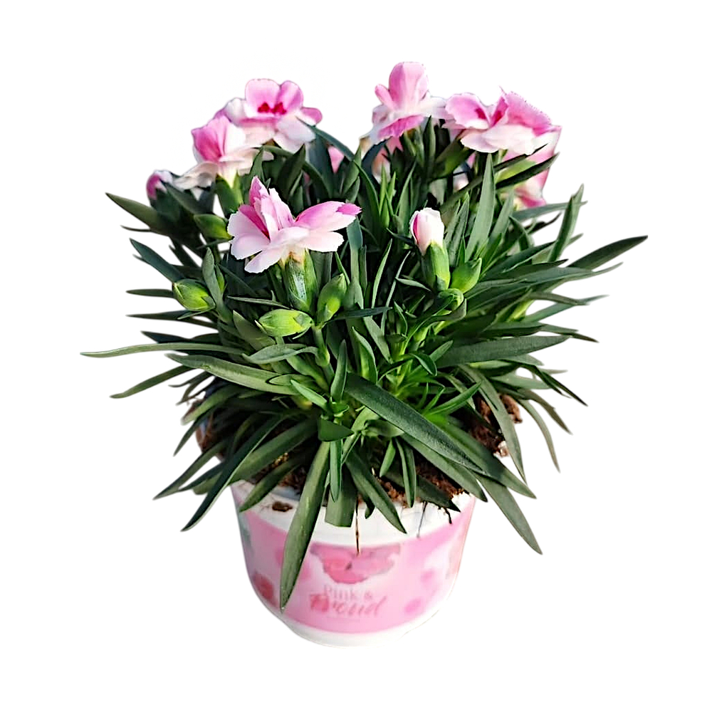 Œillet 'Pink and Proud®' : pot 10,5cm