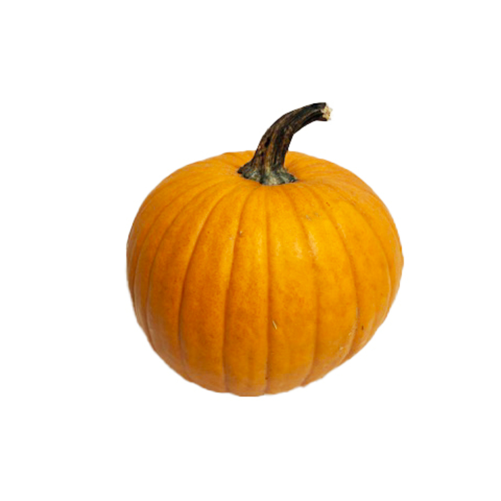 Citrouille Halloween Racer à tige verte D.22+cm