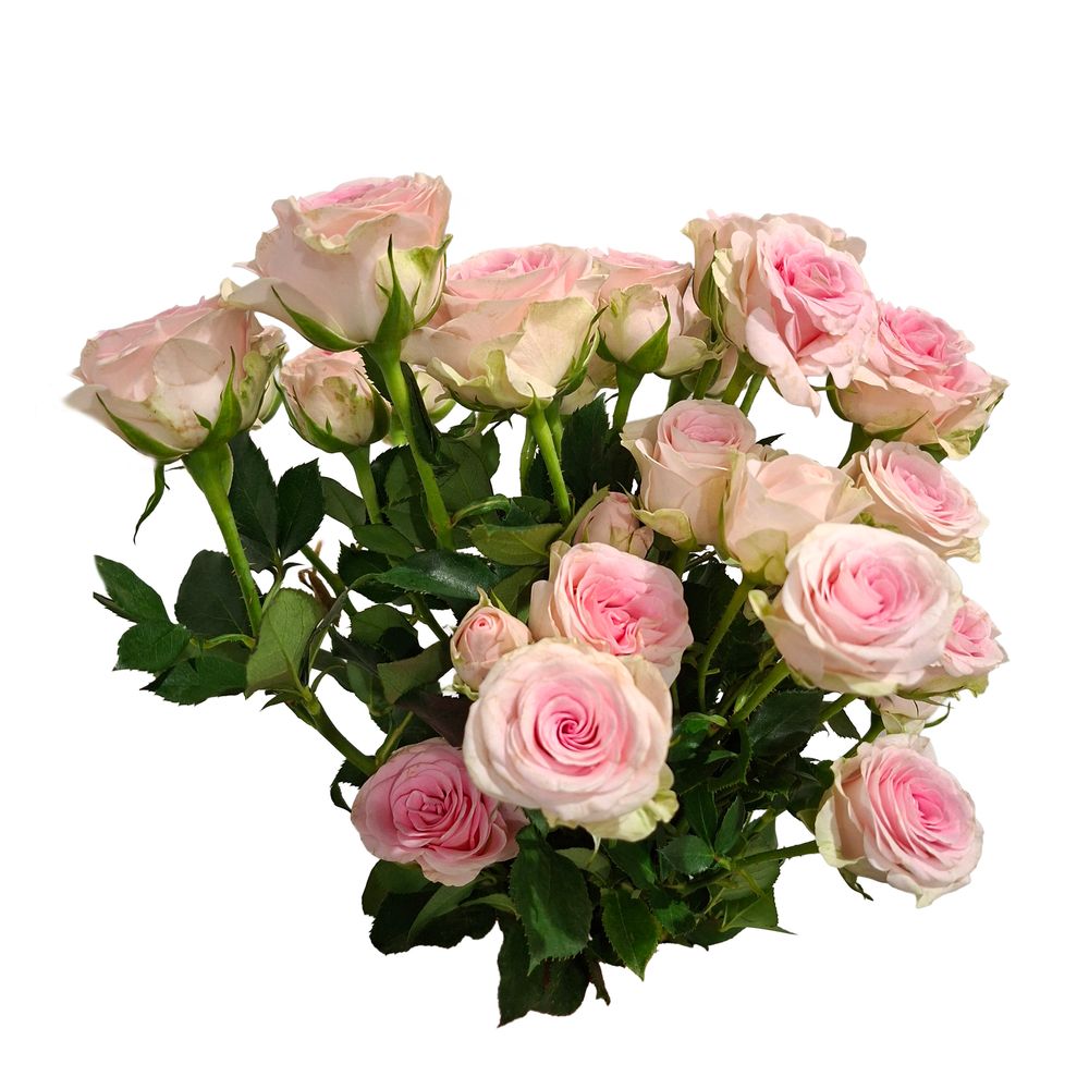 Botte de 3 roses, coloris rose pâle - H.50cm