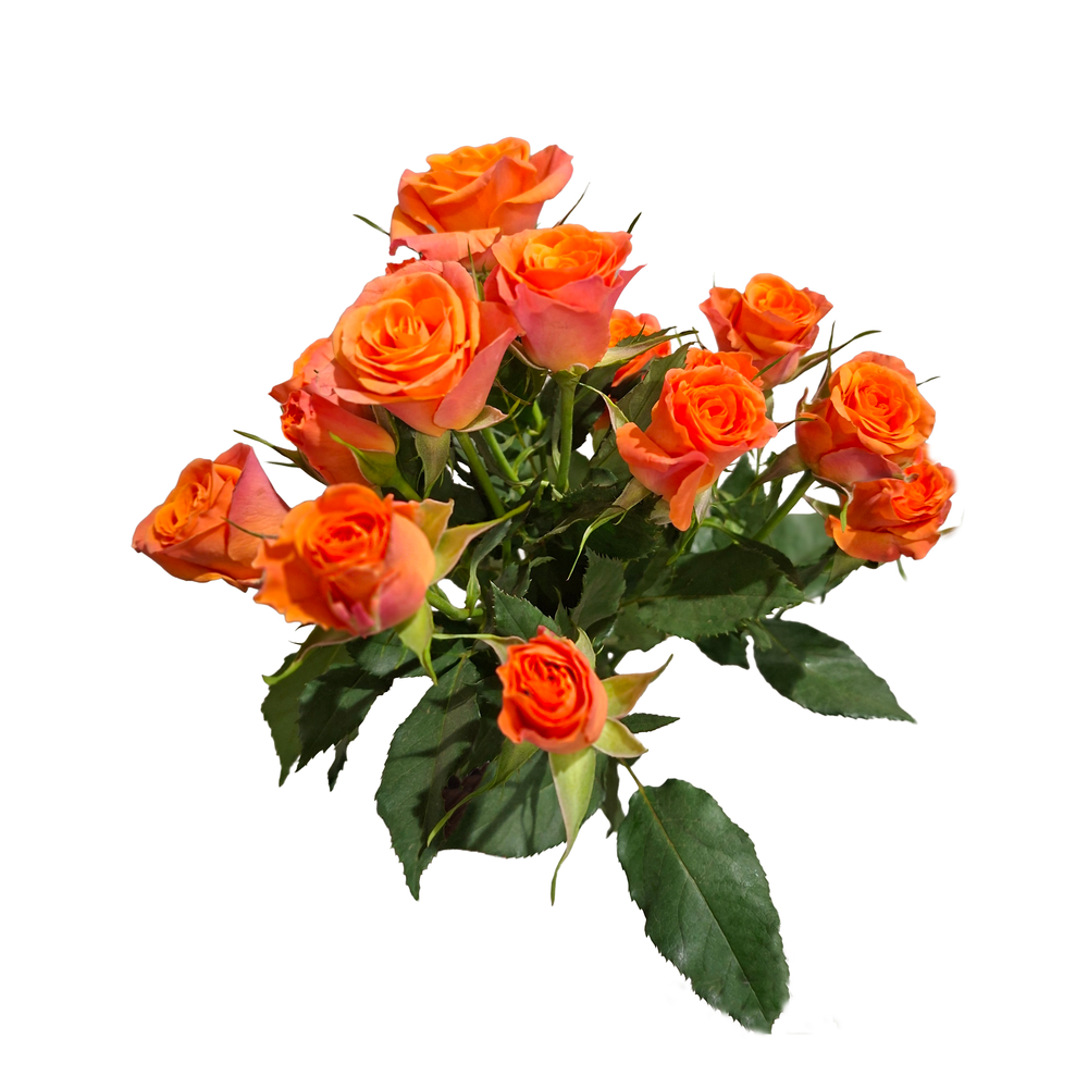 Botte de 3 roses, coloris orange - H.50cm