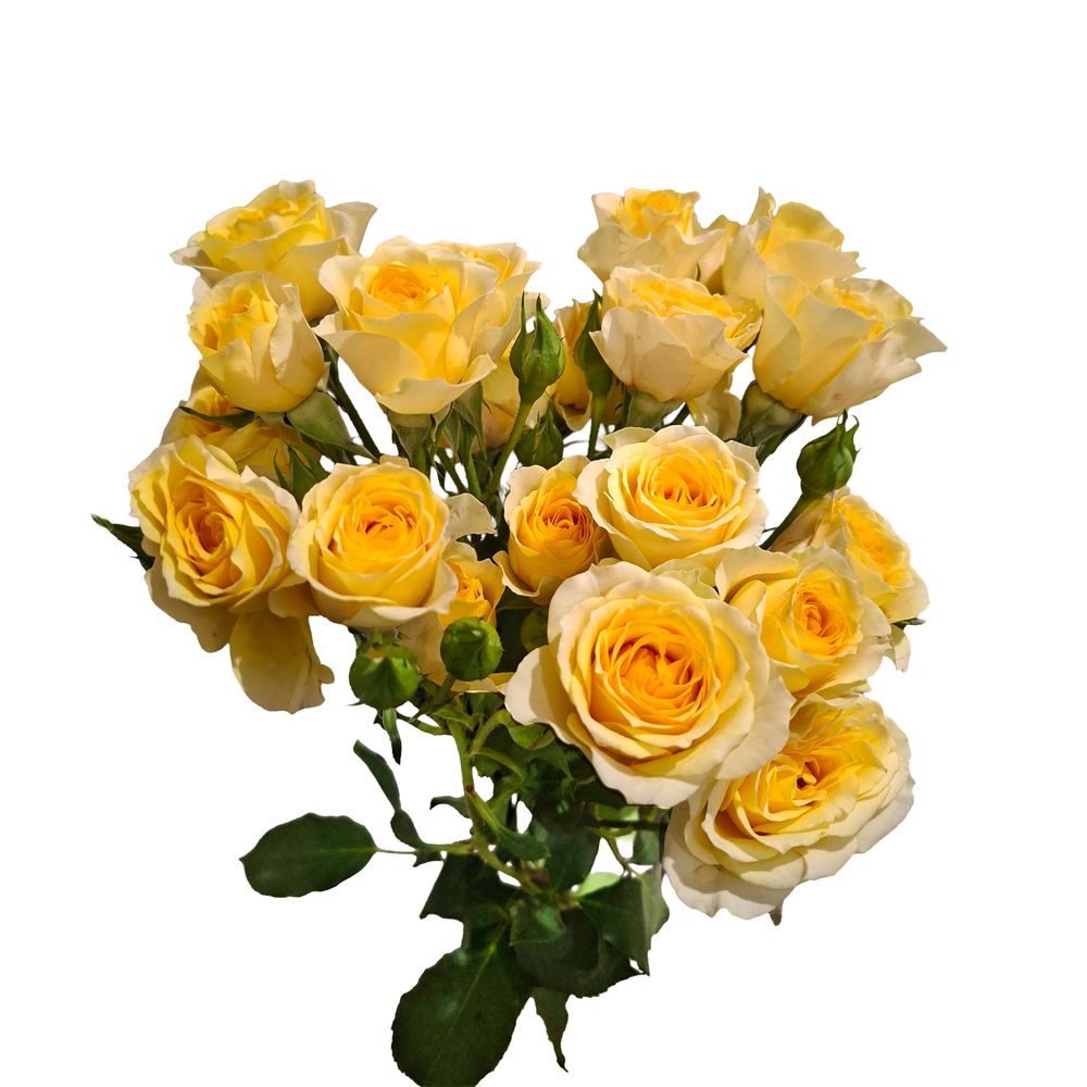 Botte de 3 roses, coloris jaune - H.50cm