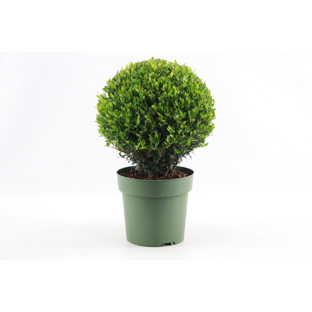 Ilex crenata 'Jenny®', boule : pot D.21cm
