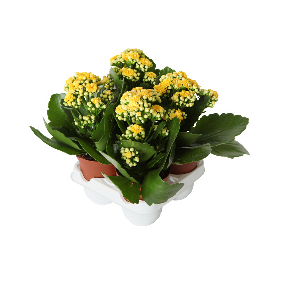 Kalanchoé, barquette de 4 pots avec anse - Coloris variables