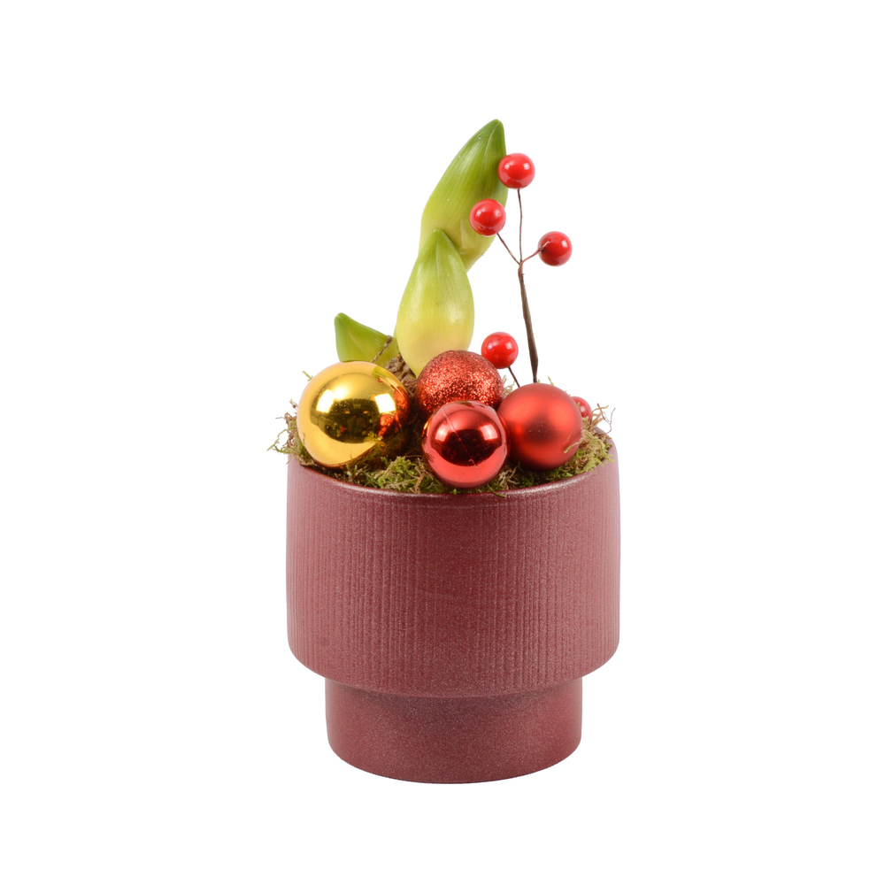 Amaryllis 2 boutons, coupe tradi : H.25cm - D.12cm