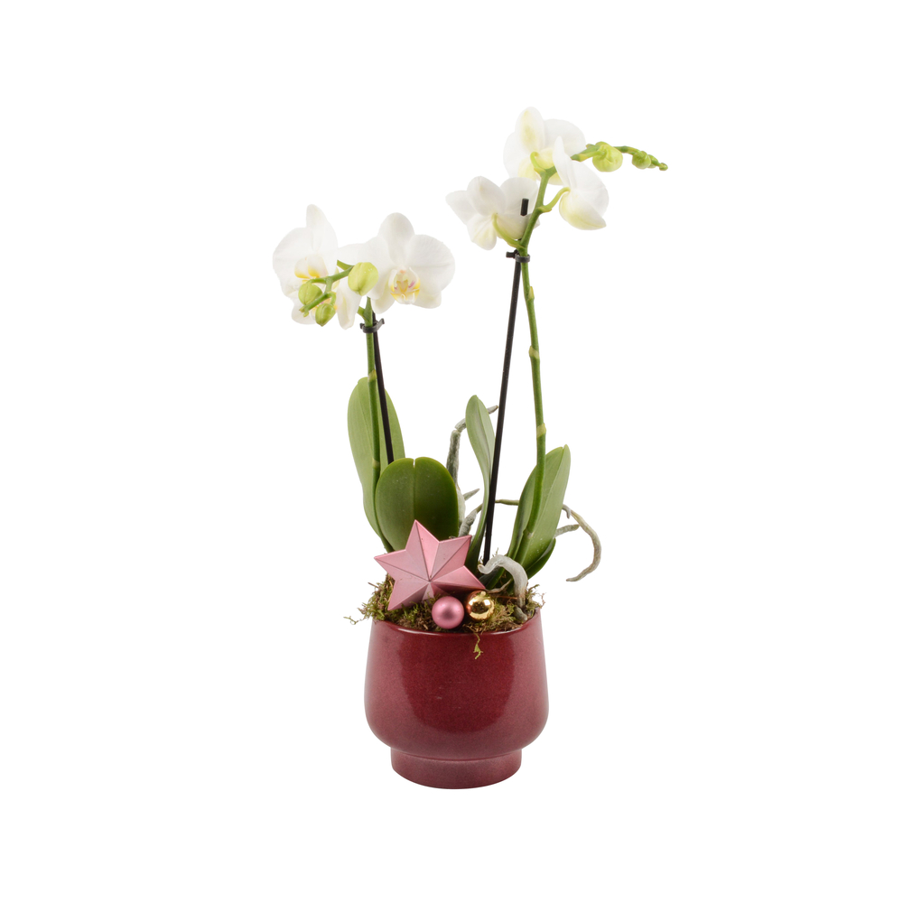 Phalaenopsis 'Kolibri', 2 tiges, coupe chic : H.45cm - D.12cm