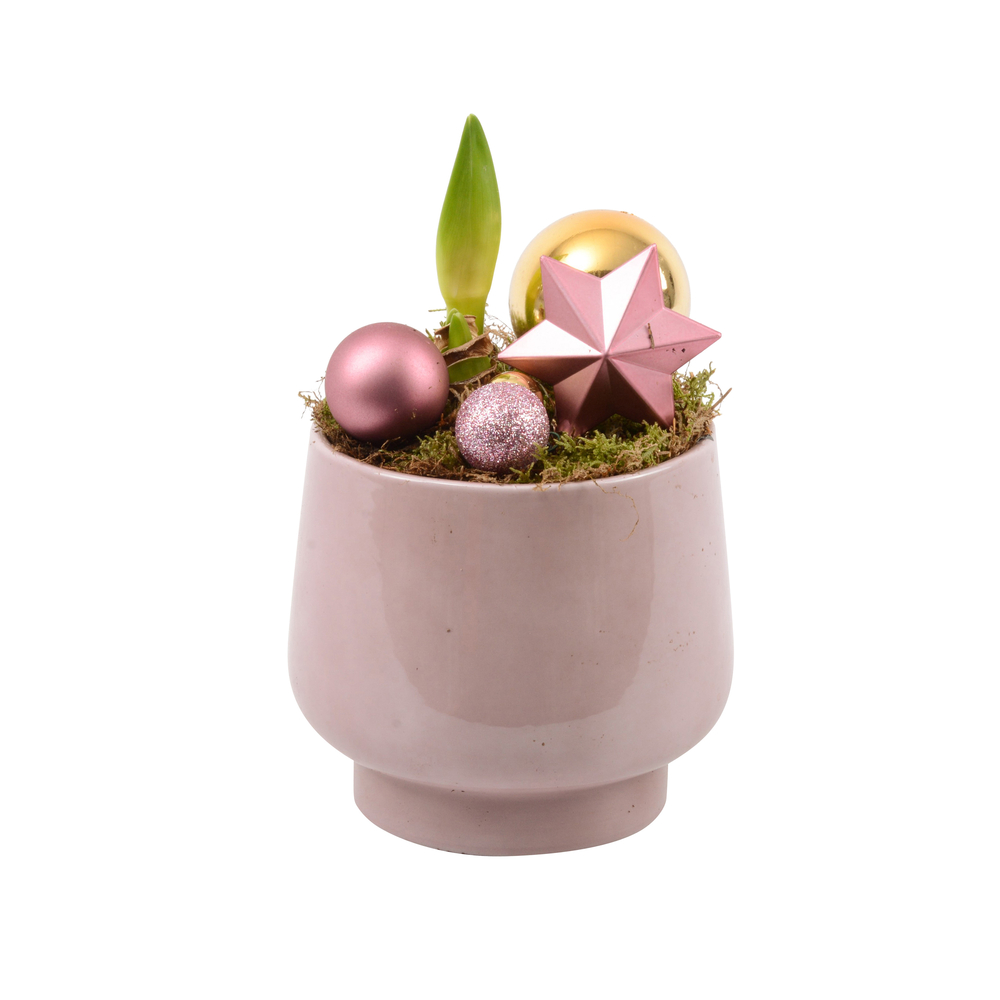 Amaryllis 2 bulbes, coloris variable : pot 