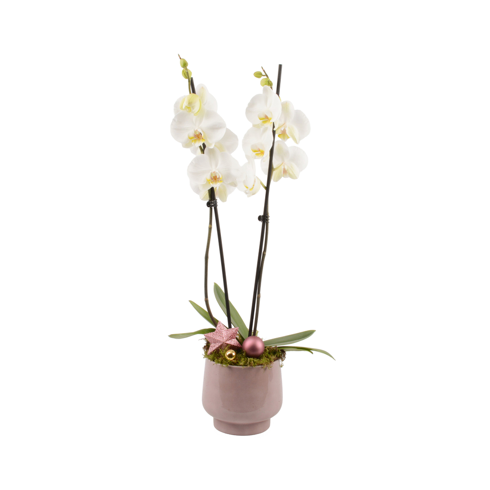 Orchidée, Phalaenopsis : pot 'chic' D.14cm