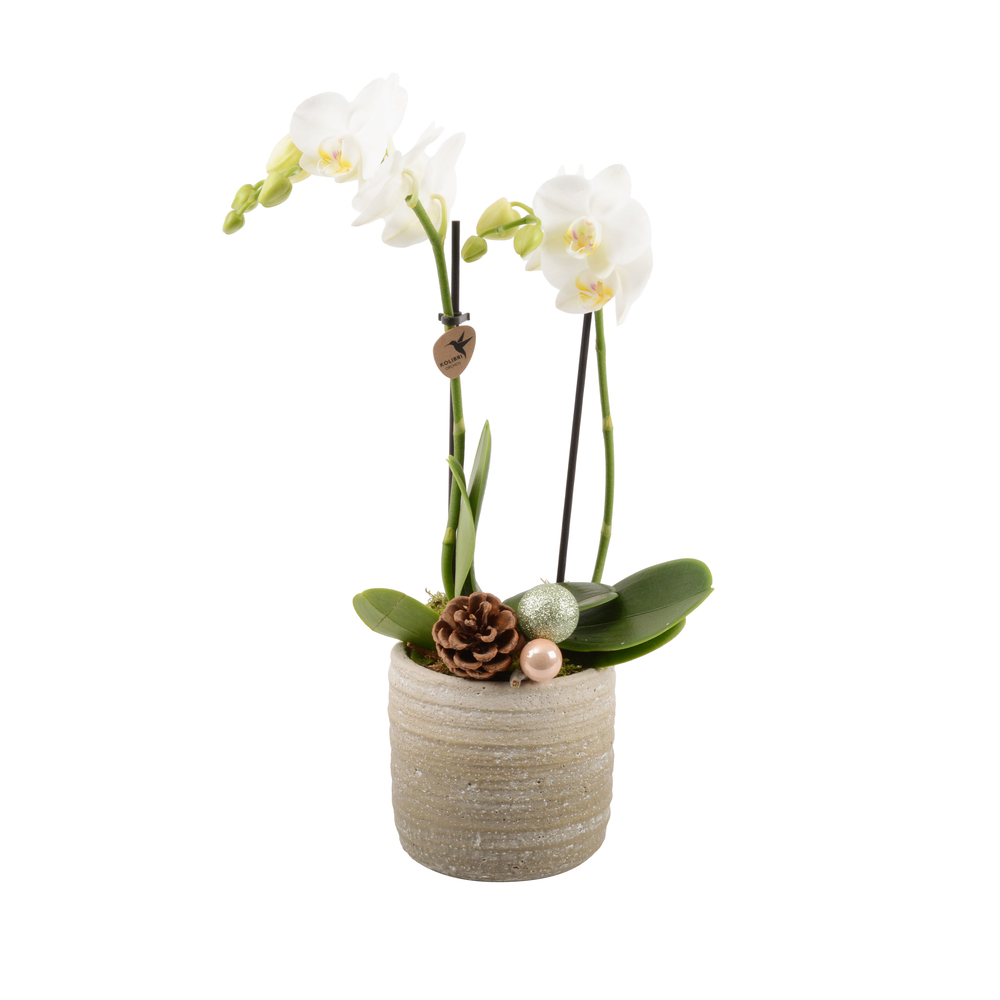 Phalaenopsis 'Kolibri', 2 tiges, coupe moderne : H.40cm - D.11cm