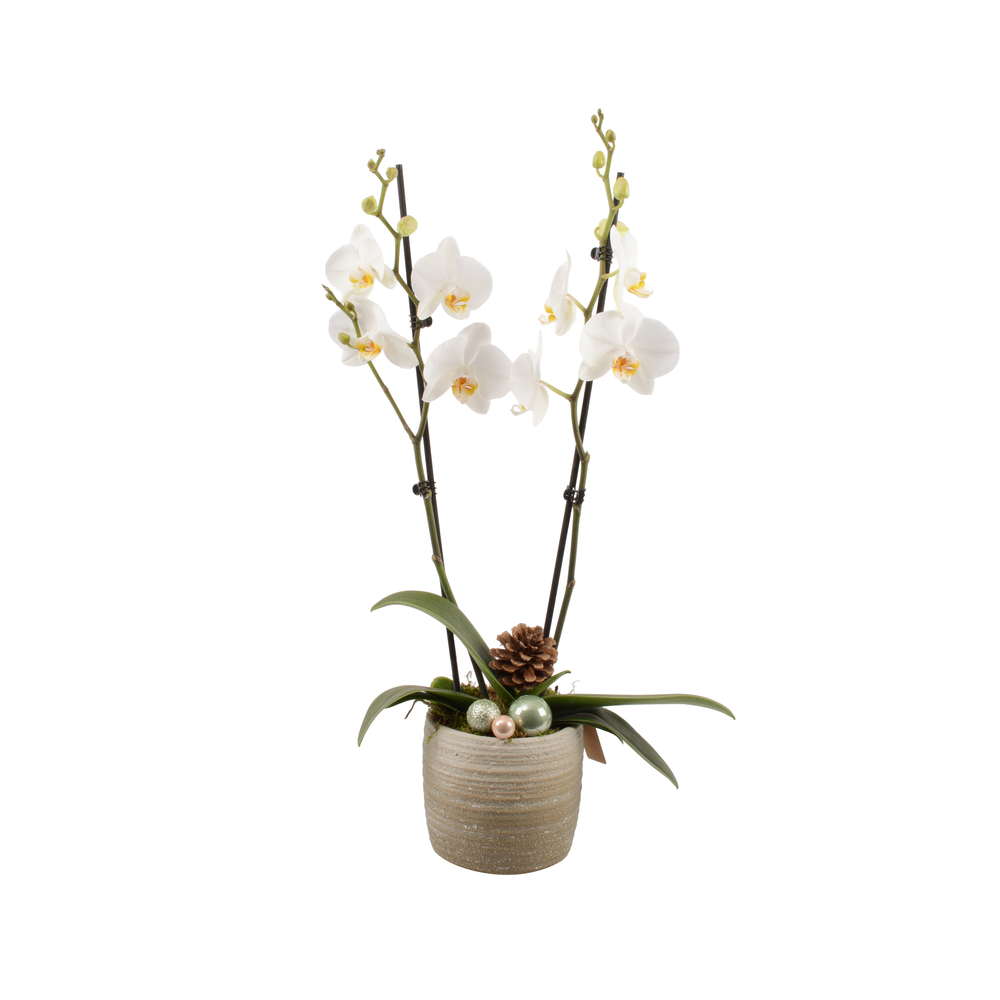 Orchidée, Phalaenopsis : pot D.14cm