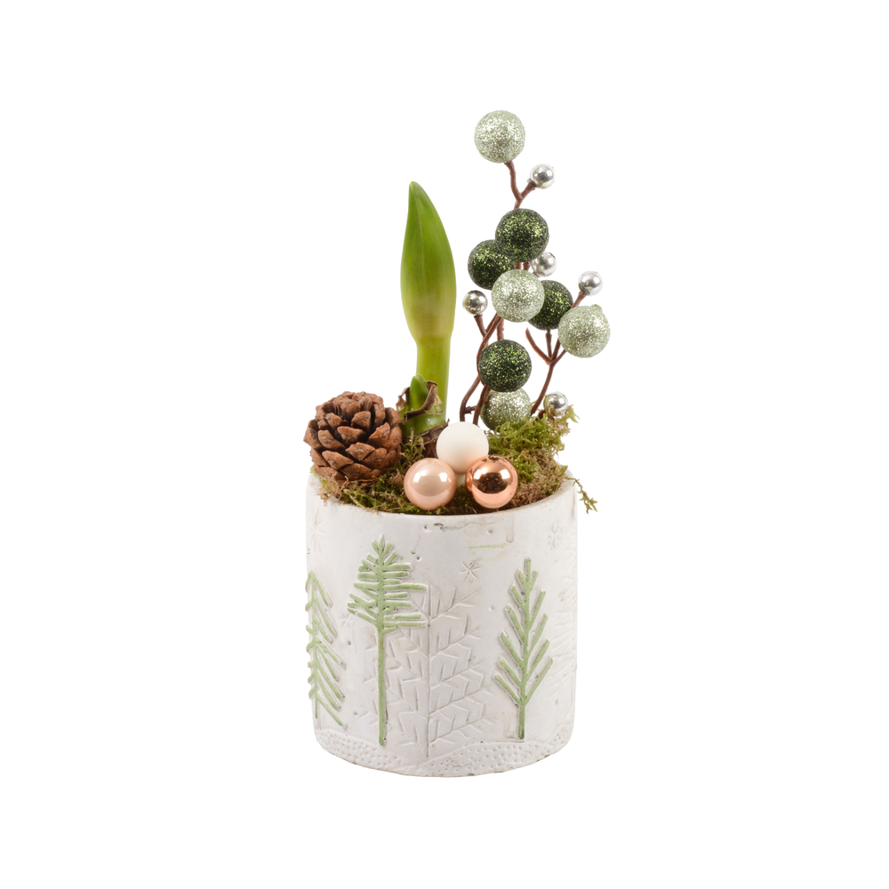 Amaryllis 2 bulbes, coloris variable : pot 