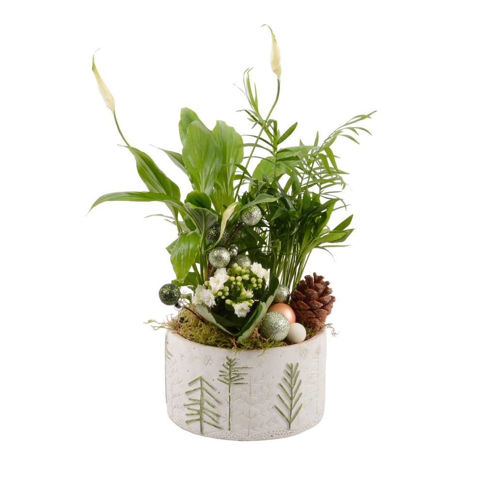Composition plantes fleuries : pot décoration sapin D.24cm
