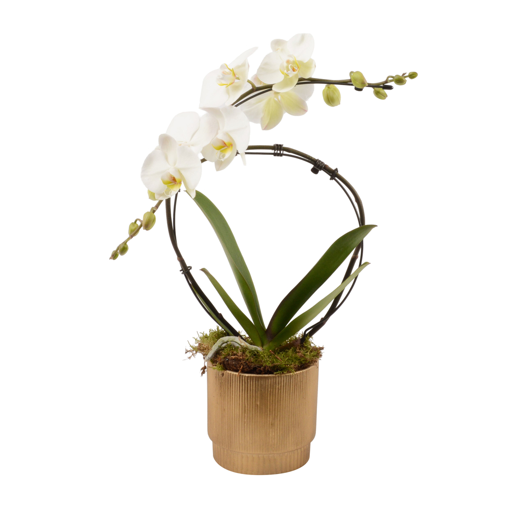 Phalaenopsis 'Rainbow', 2 tiges, coupe or : H.55cm - D.13cm