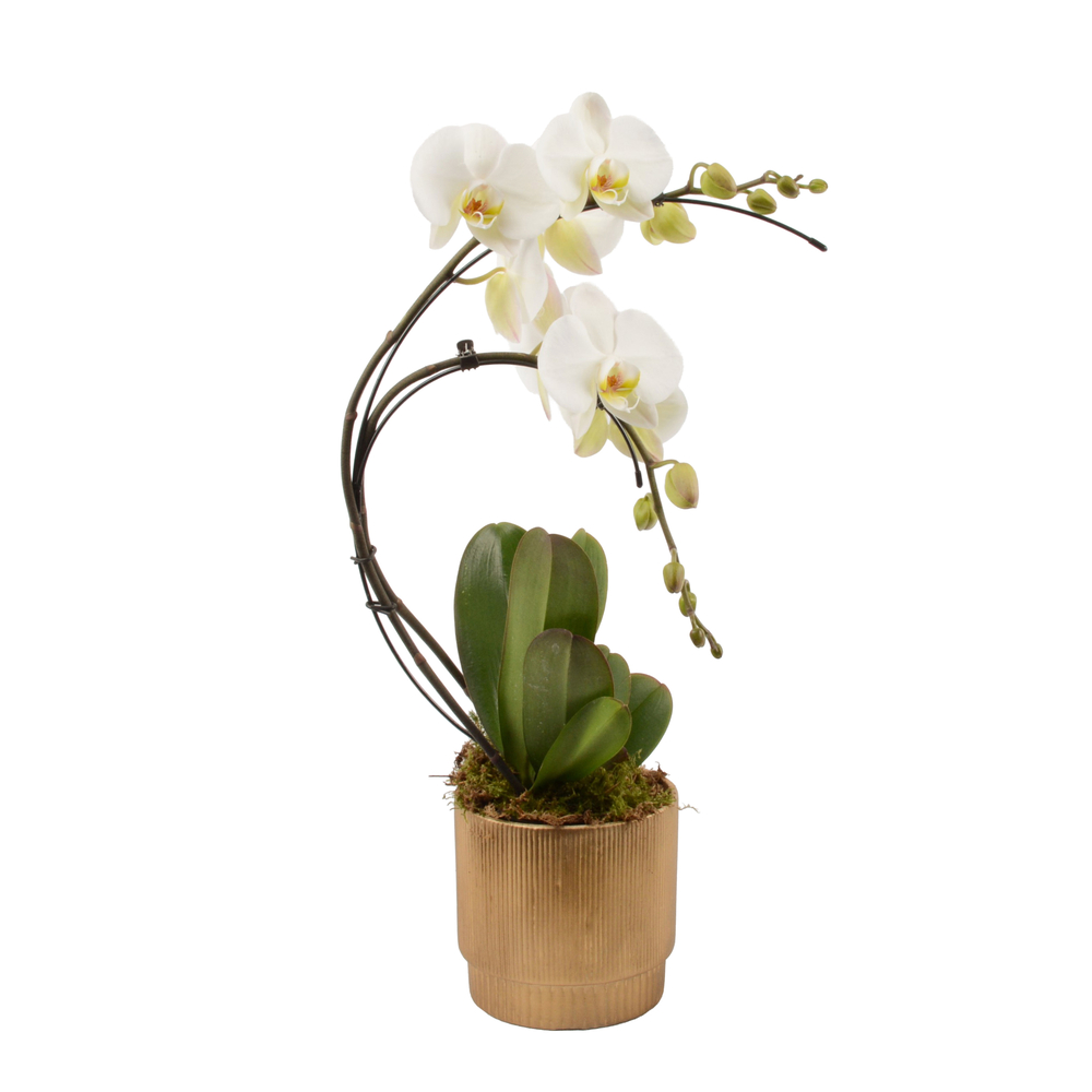 Phalaenopsis 'Boemerang' 2 tiges : pot doré D.13cm