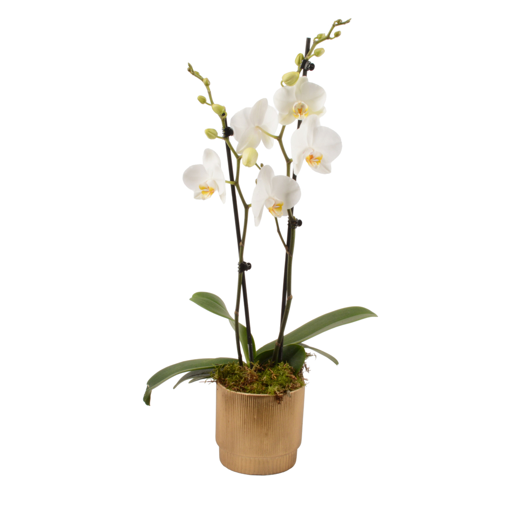 Phalaenopsis, 2 tiges : pot doré D.13cm - H.65cm
