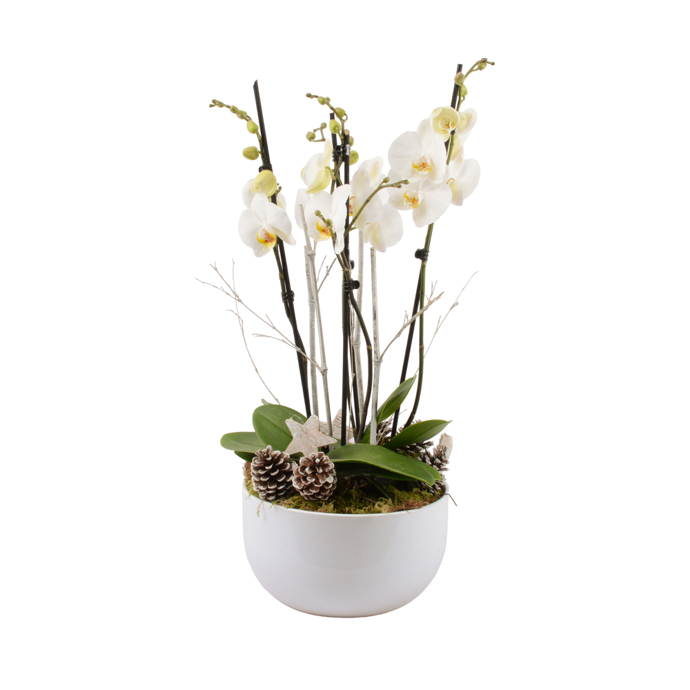 Composition orchidée cérémonie 4 tiges : pot D.25cm
