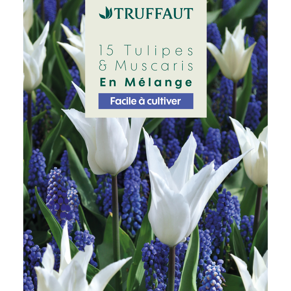Mélange de bulbes, tulipes et muscaris : coloris mixte x15