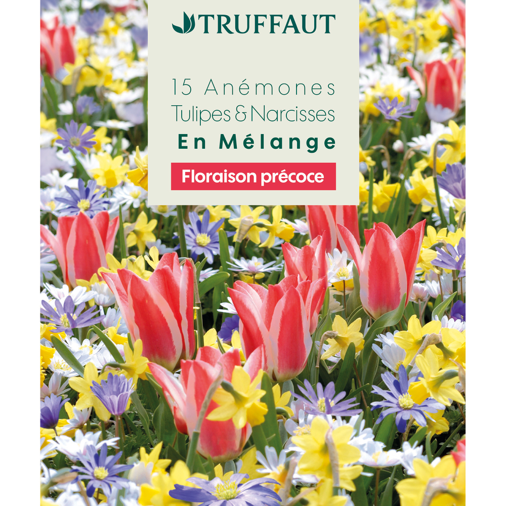 Mélange de bulbes, anémones, tulipes et narcisses : coloris mixte x15