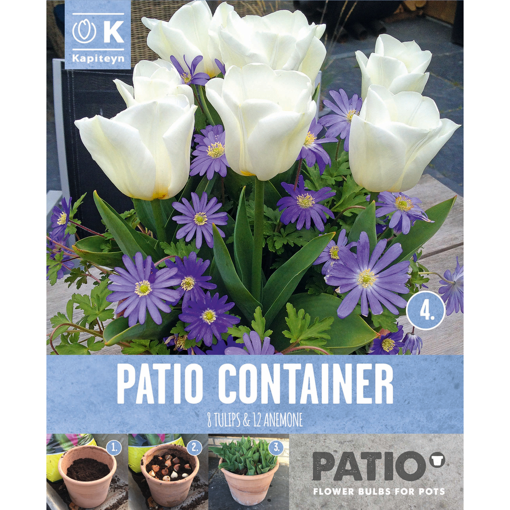 Bulbes d'anémones et tulipes : coloris violet/blanc x15
