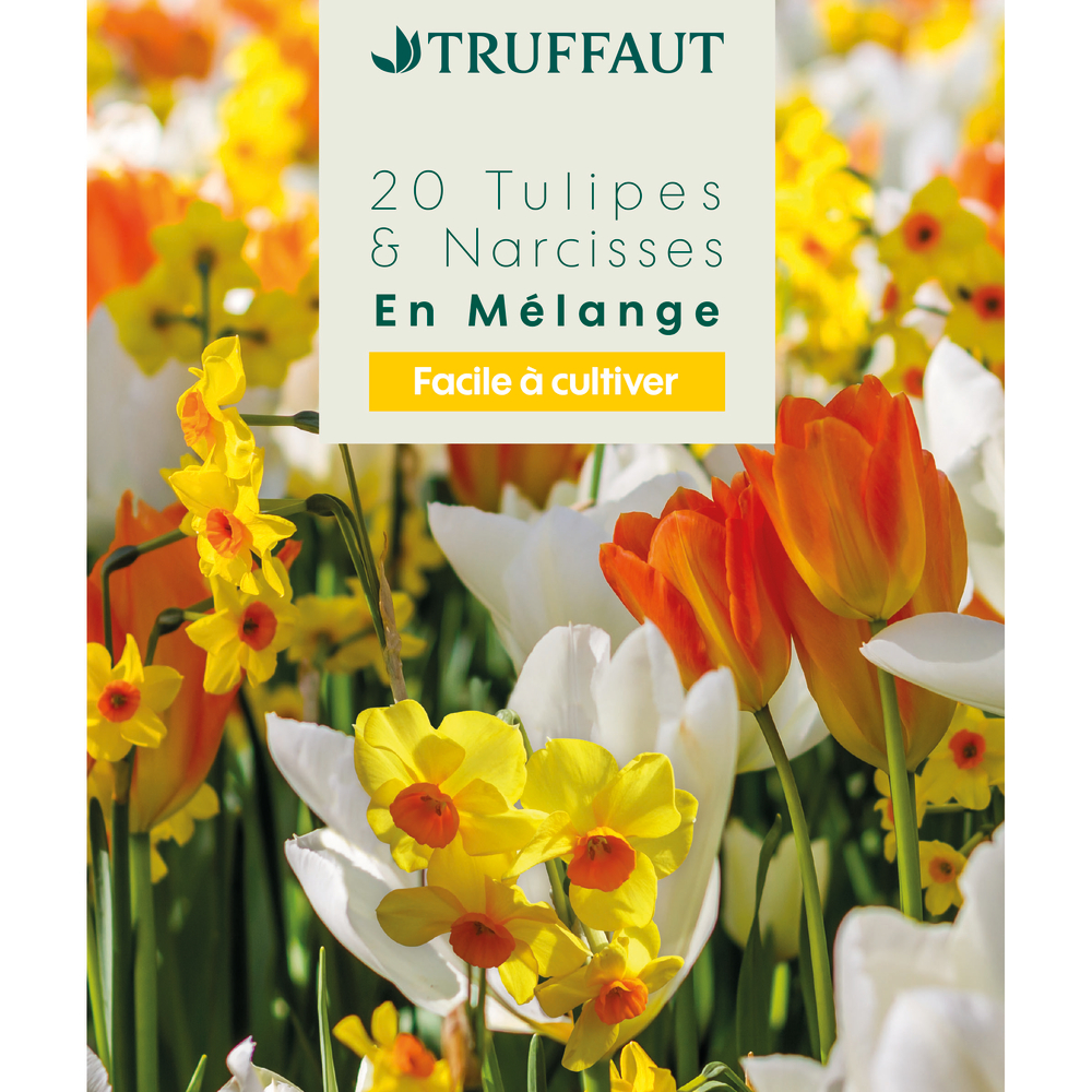 Mélange de bulbes, tulipes et narcisses : coloris mixte x20