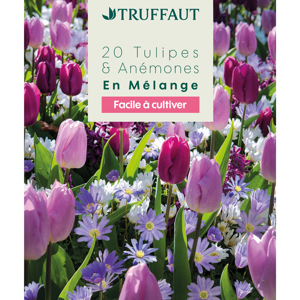 Mélange de bulbes, anémones et tulipes : coloris mixte x20