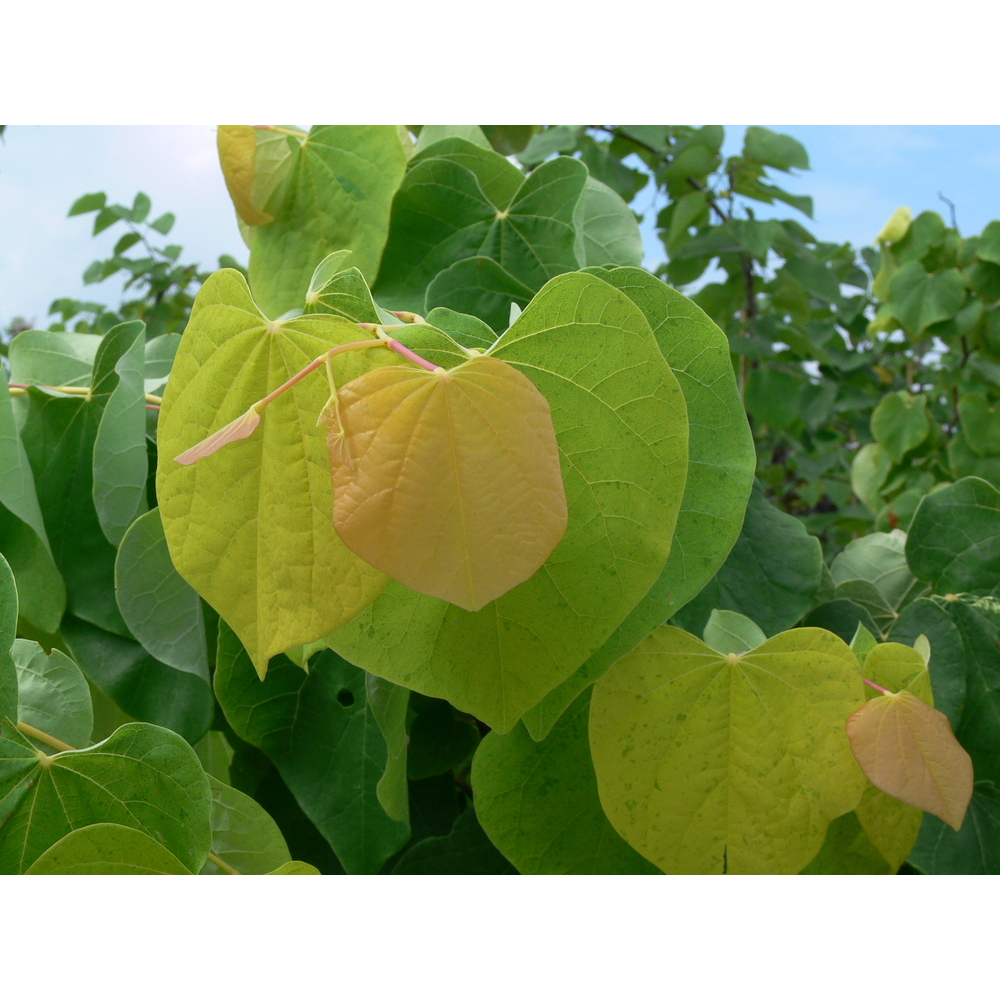 Cercis 'The Rising Sun', baliveau : pot 15L