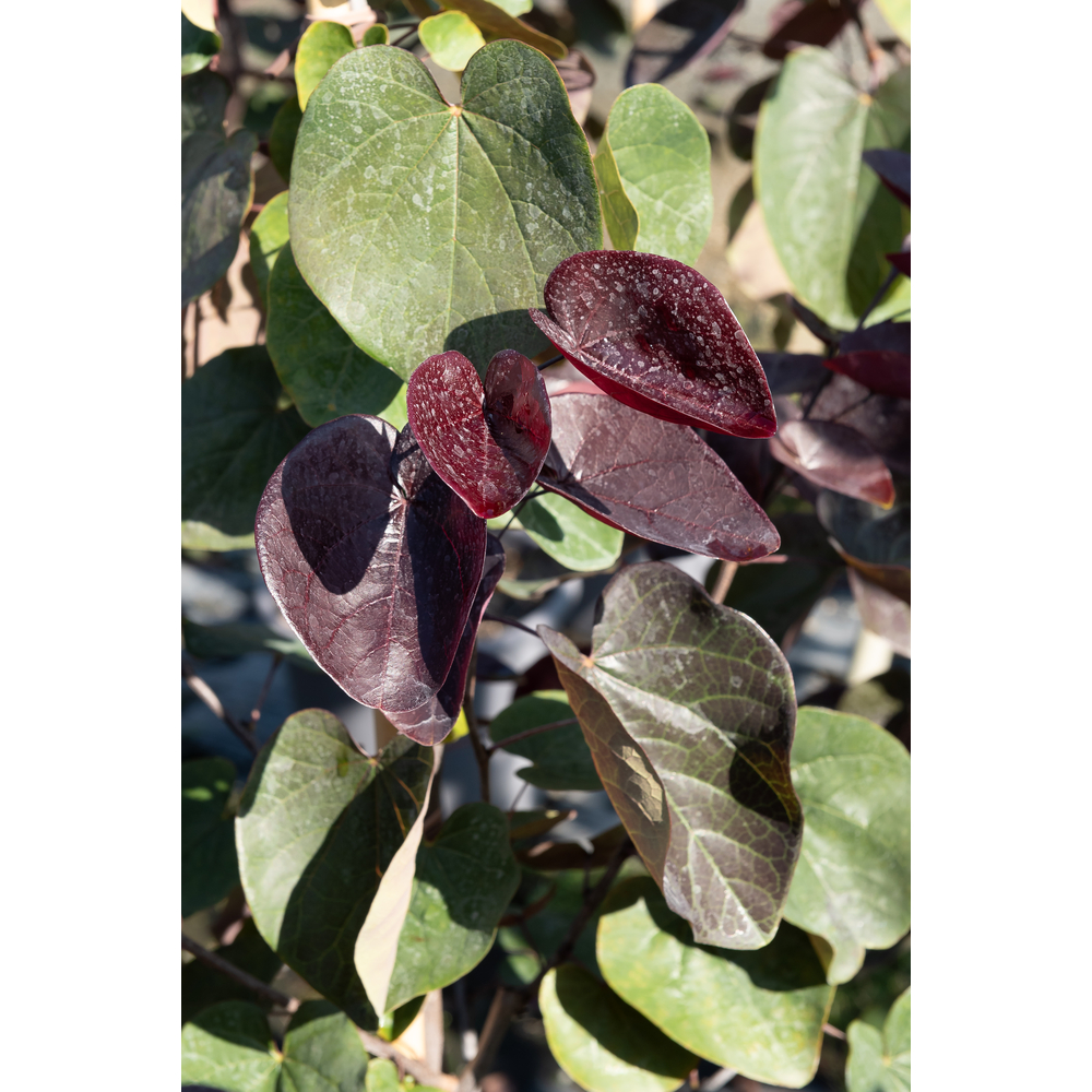 Cercis 'Merlot', baliveau : pot 15L