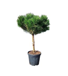 Pin noir 'Marie Bregeon', 1/4 Tige : pot 18L