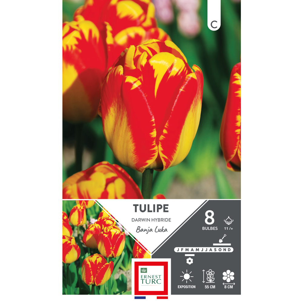 Bulbes de Tulipes Darwin hybride Banja luka - coloris mixte x8