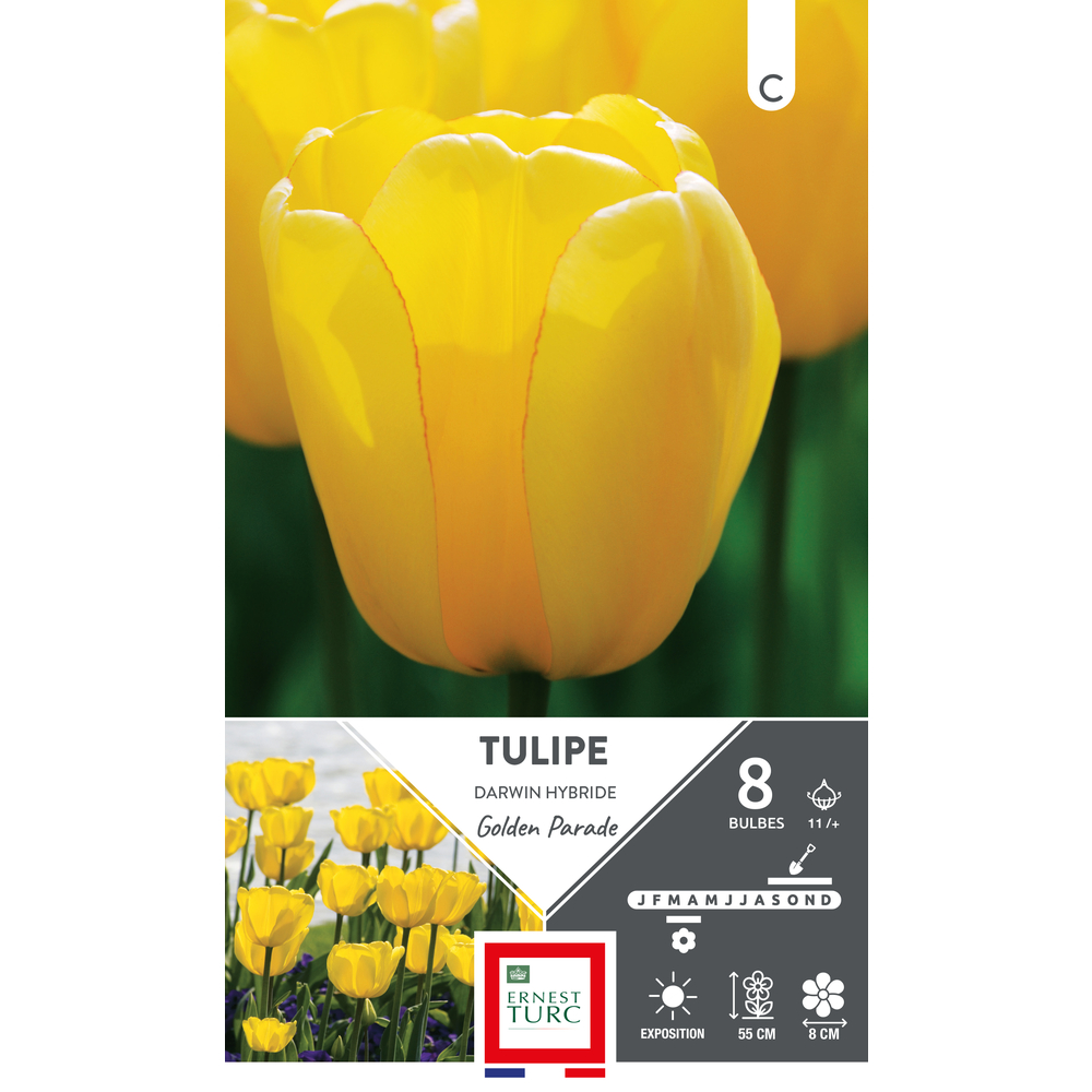 Bulbes de Tulipes Darwin hybride Golden parade - coloris jaune x8