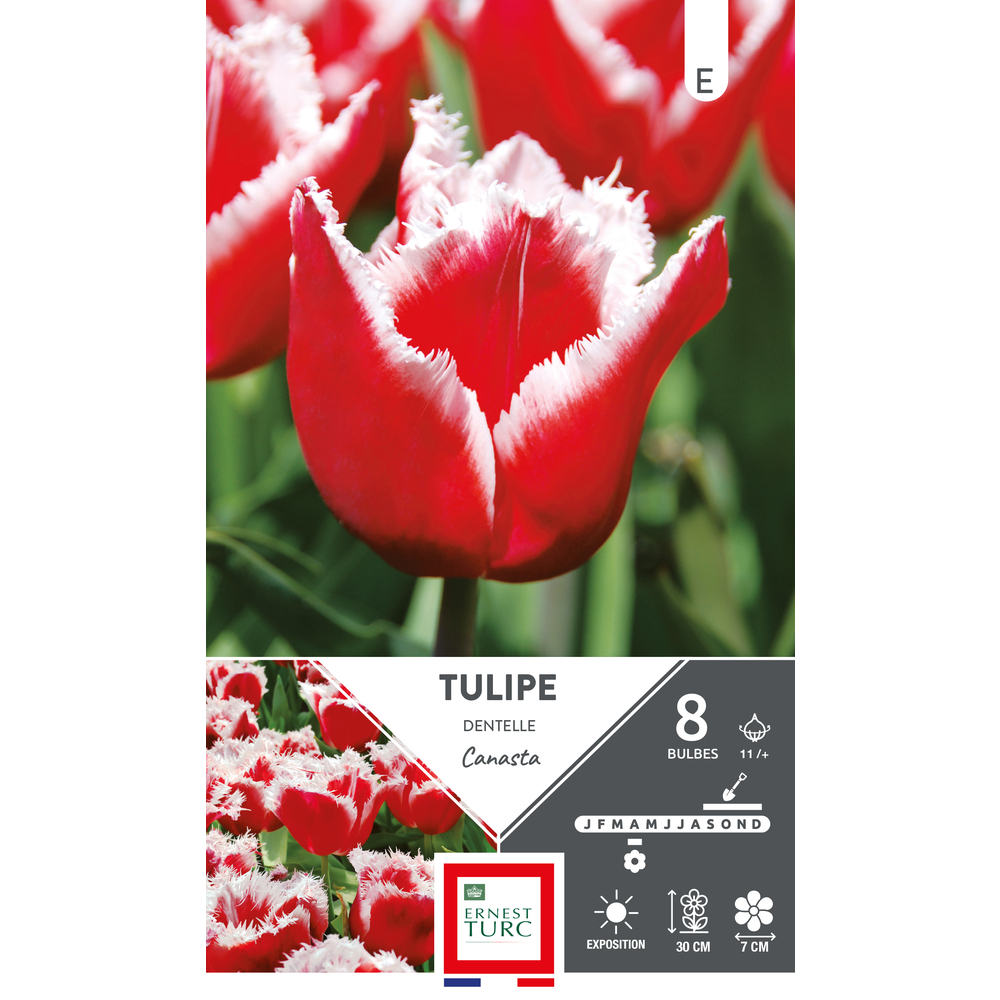 Bulbes de Tulipes dentelle Canasta - coloris rouge/blanc x8