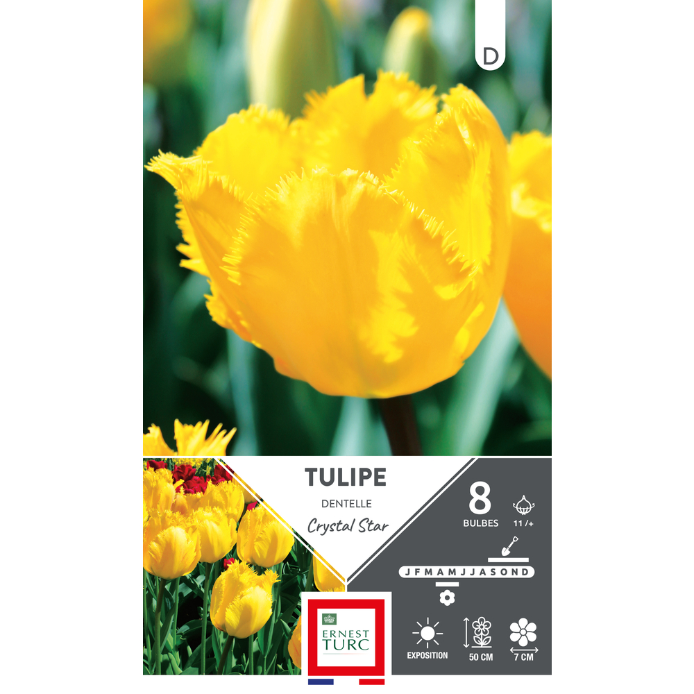 Bulbes de Tulipes dentelle Crystal star - coloris jaune x8