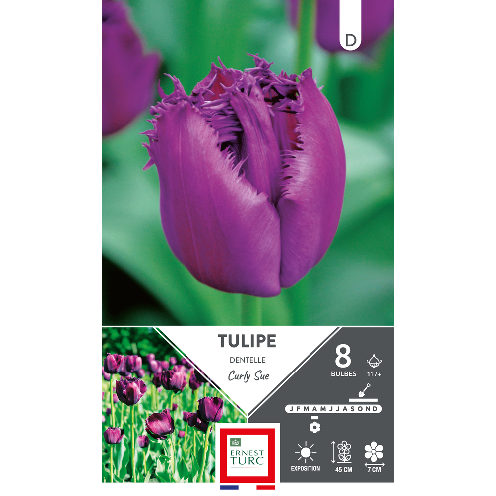 Bulbes de Tulipes dentelle Curly sue - coloris violet x8