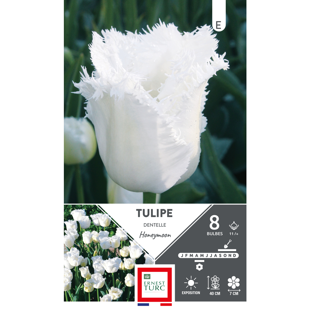 Bulbes de Tulipes dentelle Honeymoon - coloris blanc x8
