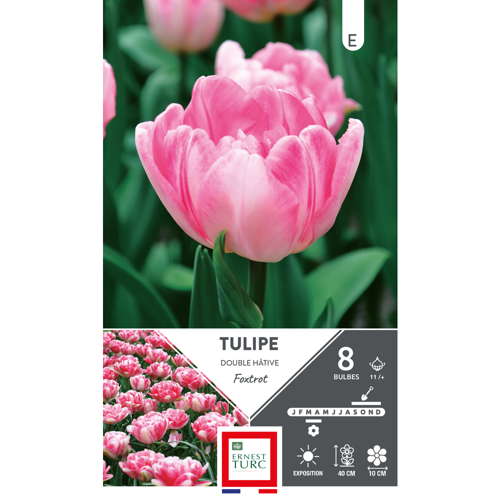 Bulbes de Tulipes double hâtive Foxtrot - coloris rose x8