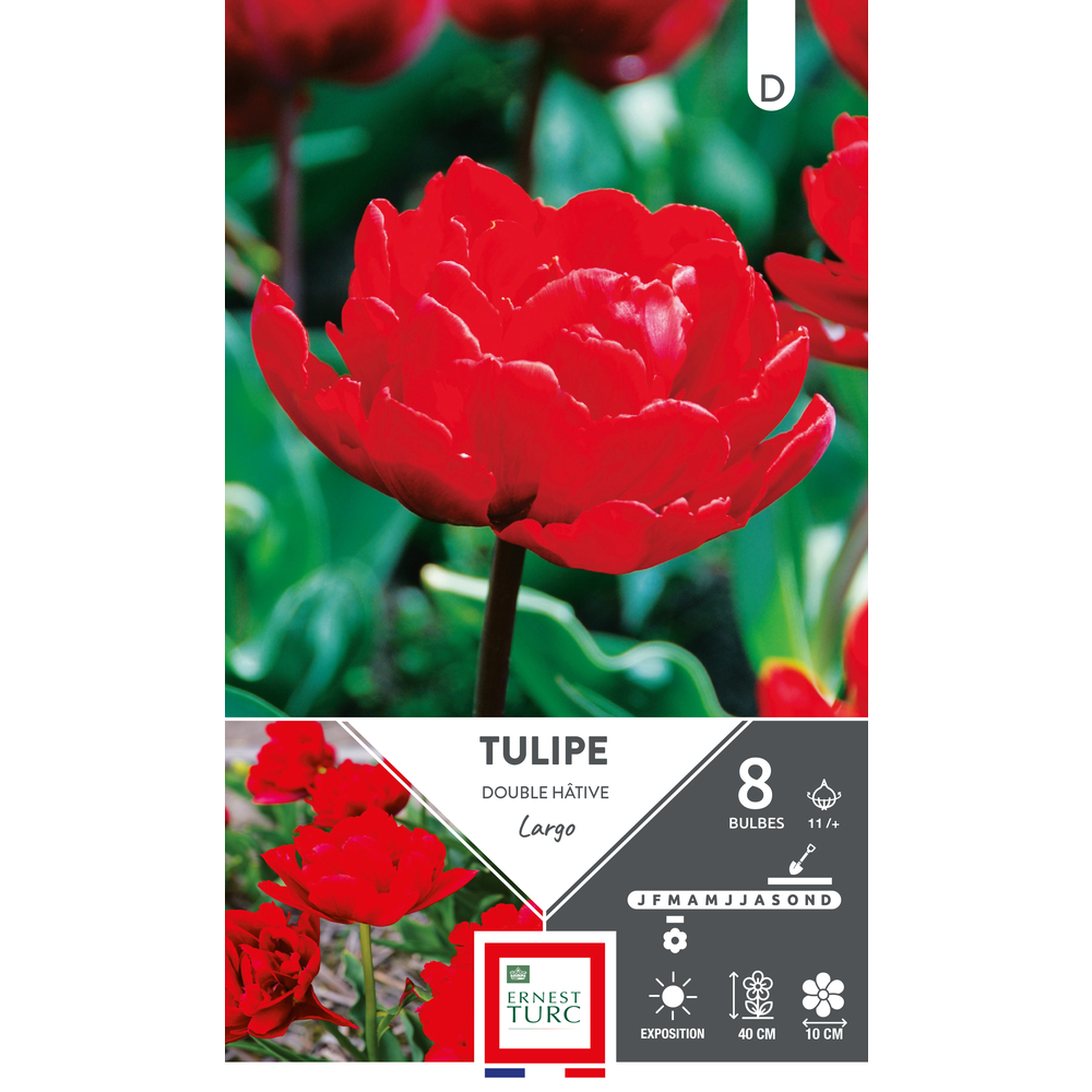 Bulbes de Tulipes doubles hâtive Largo - coloris rouge x8