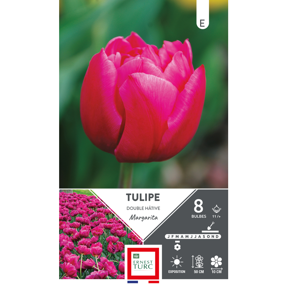 Bulbes de Tulipes double hâtives Margarita - coloris rouge x8