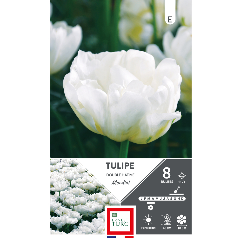 Bulbes de Tulipes doubles hâtive Mondial - coloris blanc x8