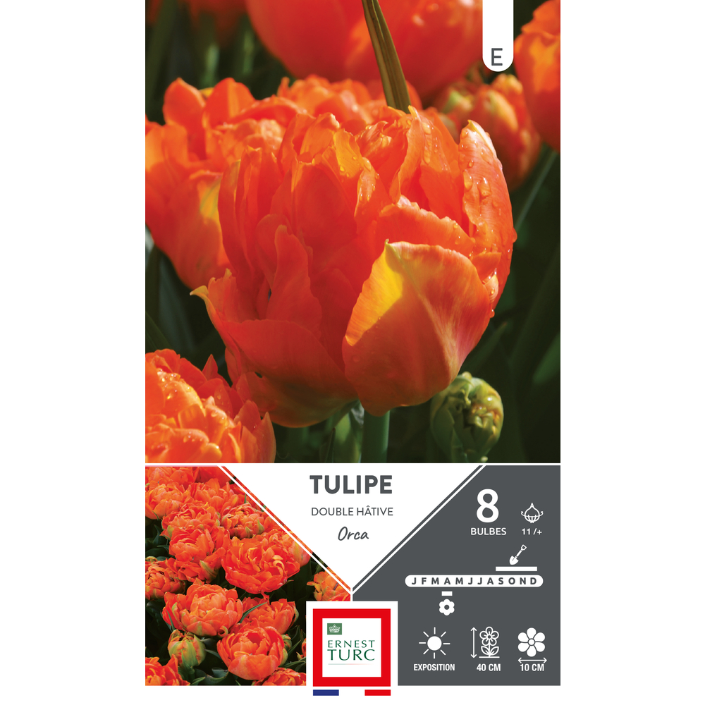 Bulbes de Tulipes doubles hâtive Orca - coloris orange x8
