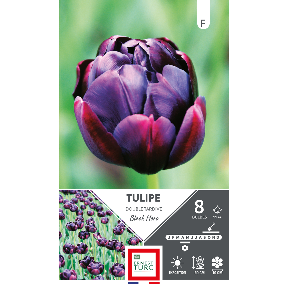 Bulbes de Tulipes doubles hâtive black Hero - coloris violet x8