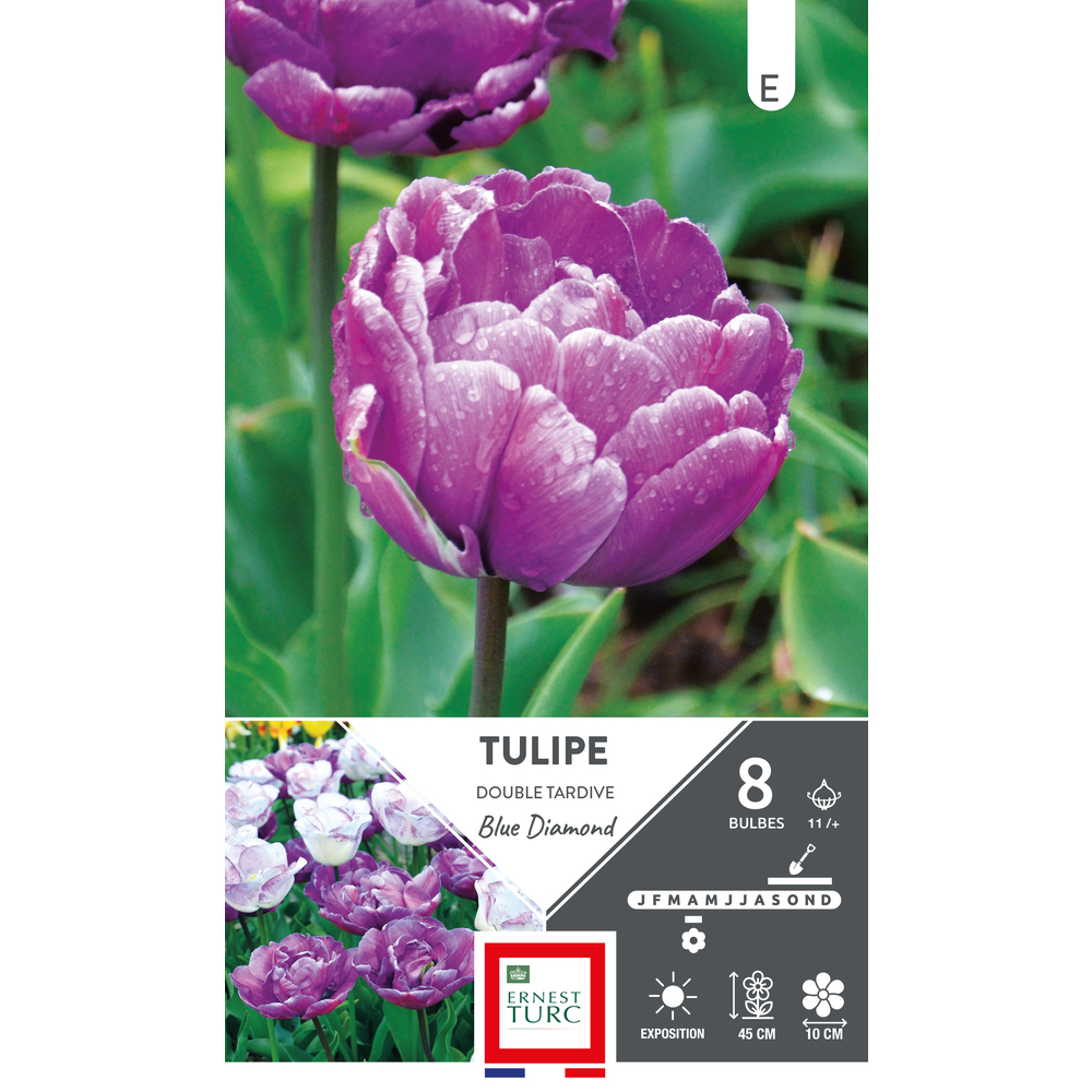 Bulbes de Tulipes doubles tardive Blue diamond - coloris mixte x8