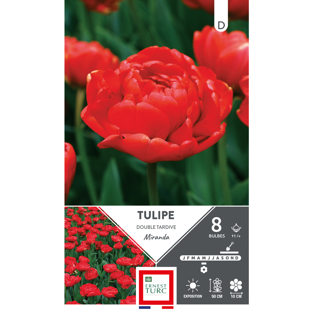 Bulbes de Tulipes doubles tardive Miranda - coloris rouge x8