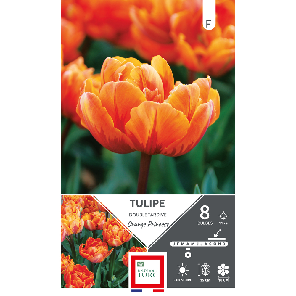 Bulbes de Tulipes doubles tardive Orange princess - coloris orange x8